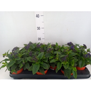 Heliotropium  'Marino Blue'