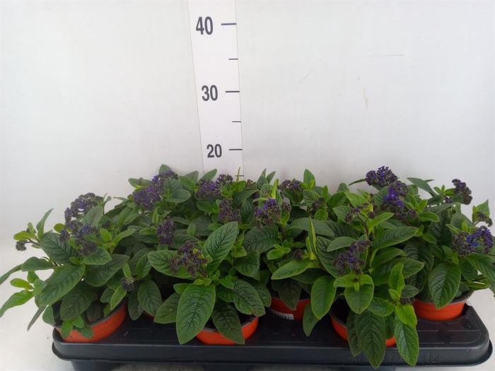 <h4>Heliotropium  'Marino Blue'</h4>