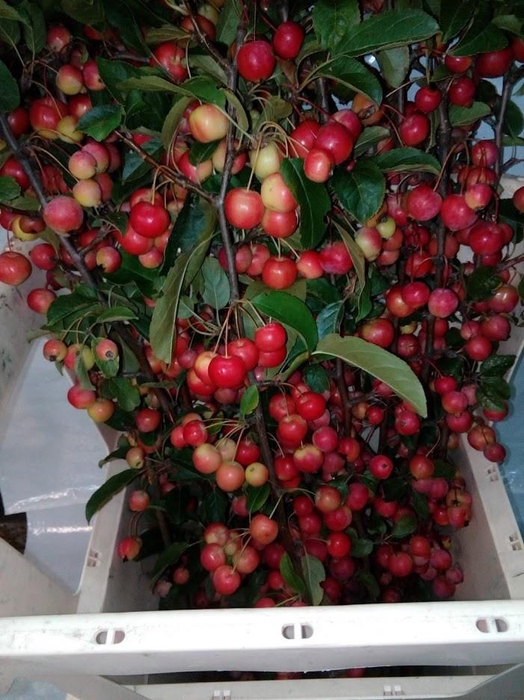 <h4>MALUS RED SENTINEL</h4>