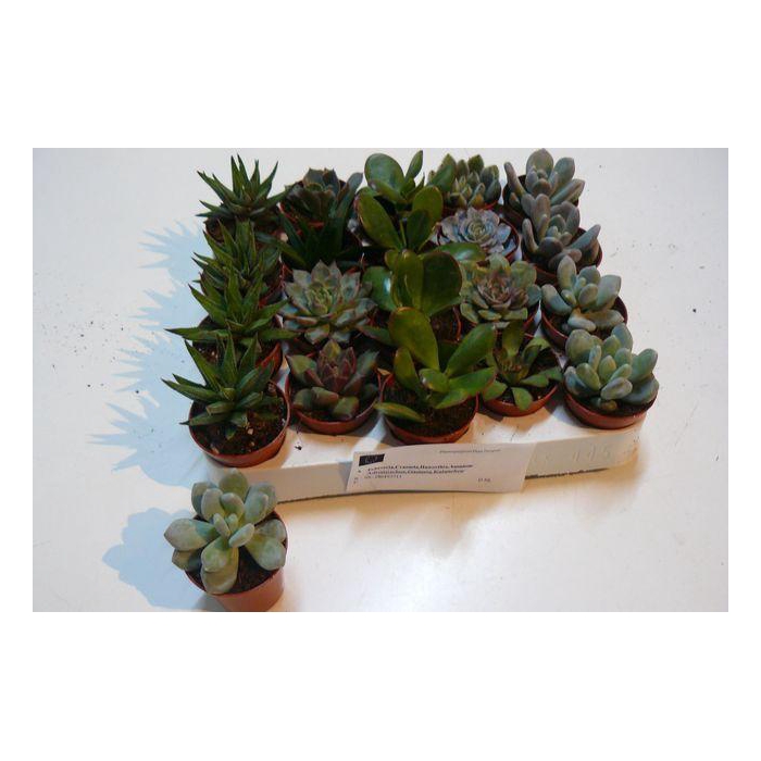 <h4>Succ Gem 6 Srt</h4>