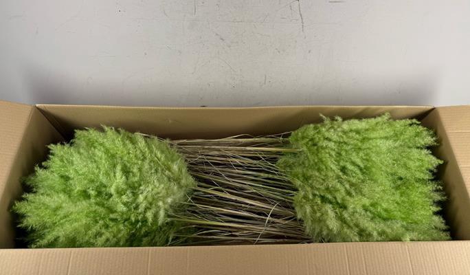 <h4>Df Pampas 115cm Bright Green</h4>
