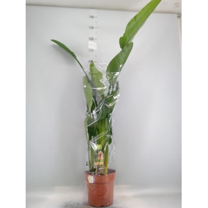 Strelitzia nicolai