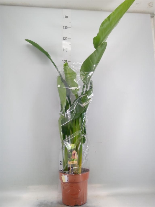 <h4>Strelitzia nicolai</h4>