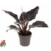Philodendron 'Imperial Red'
