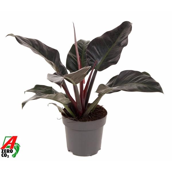 <h4>Philodendron 'Imperial Red'</h4>