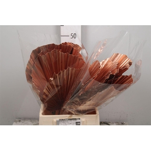 Washtingtonia Brons Klb