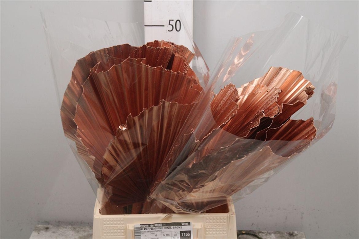 <h4>Washtingtonia Brons Klb</h4>