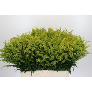 Solidago Tara Gold