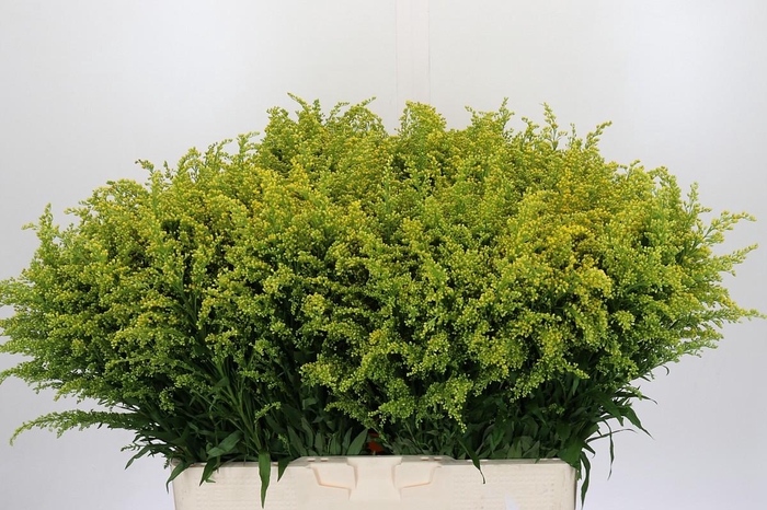 Solidago Tara Gold