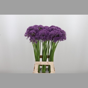 Allium Violet Beauty