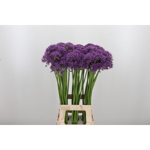 Allium Violet Beauty