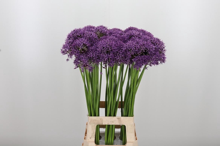 <h4>Allium Violet Beauty</h4>