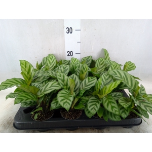 Calathea  'Freddie'