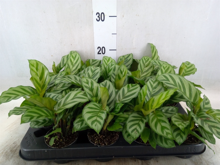 <h4>Calathea  'Freddie'</h4>