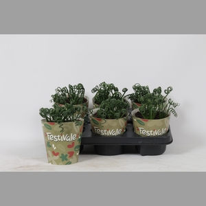 ALBUCA  FRIZ SIZZLE