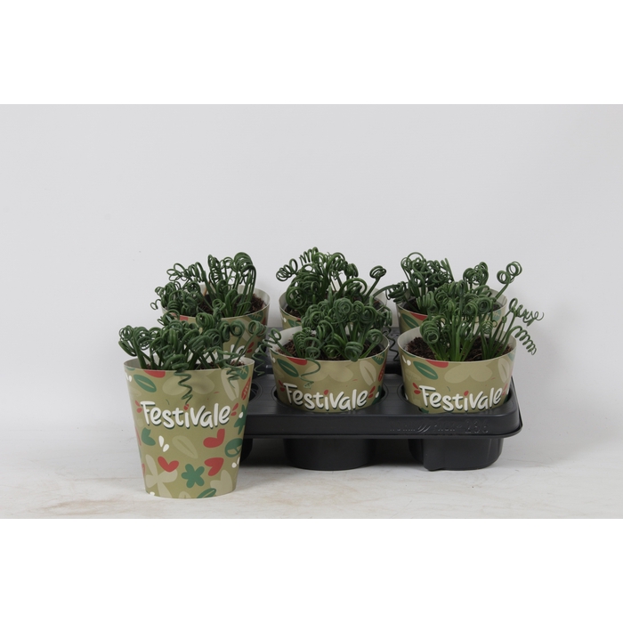 <h4>ALBUCA  FRIZ SIZZLE</h4>