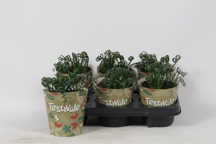 <h4>ALBUCA  FRIZ SIZZLE</h4>