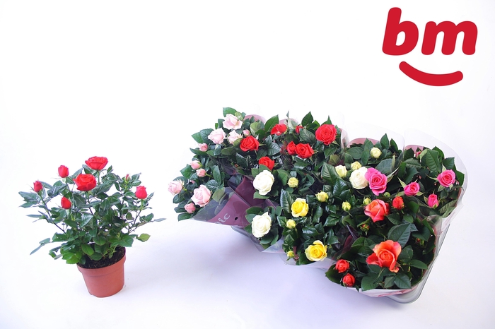 <h4>RO B MONDE GEM</h4>