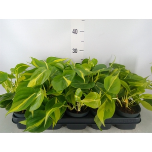 Philodendron scand. 'Brasil'