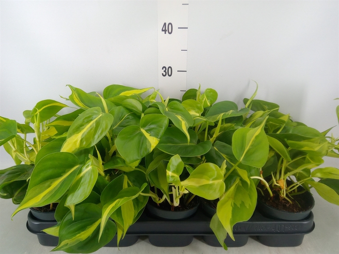 <h4>Philodendron scand. 'Brasil'</h4>