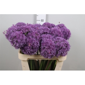 Allium Globemaster