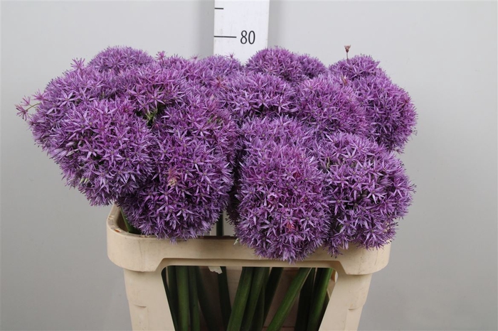 <h4>Allium Globemaster</h4>