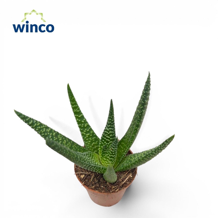 <h4>Haworthia Royal Highness</h4>