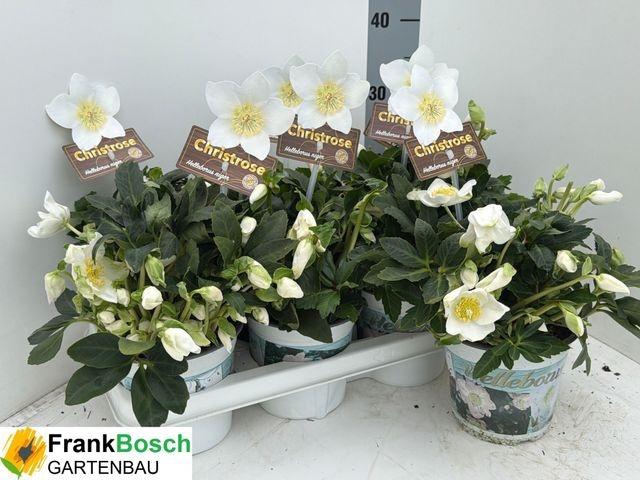 <h4>HELL NI HGC JESKO P14</h4>