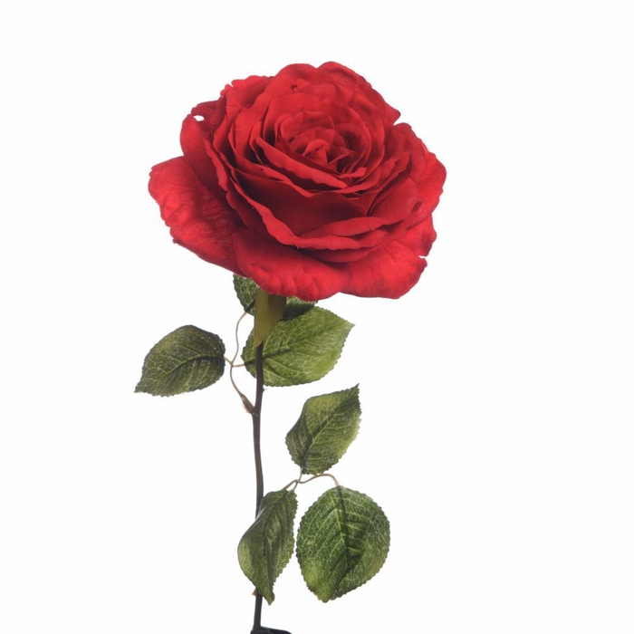 <h4>AF Rosa Giant L56cm Red</h4>