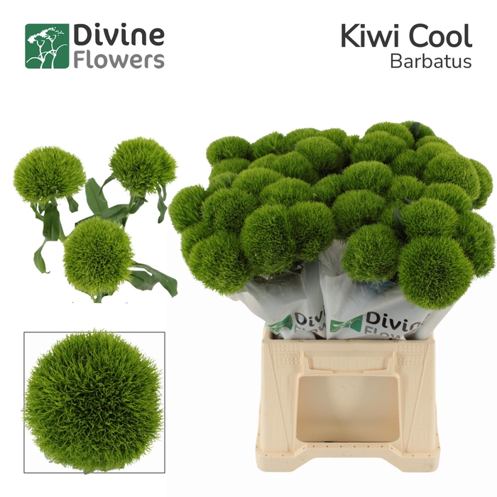 <h4>DI BARB KIWI COOL</h4>