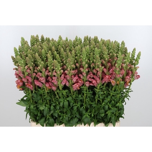 Antirrhinum Po D. Orange