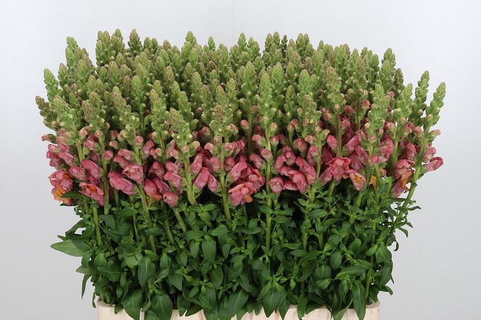 <h4>Antirrhinum Po D. Orange</h4>