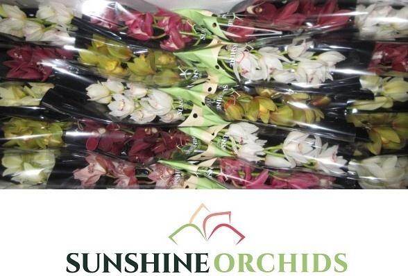 <h4>CYMB MI GEM</h4>