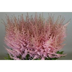 Astilbe Ar Erika