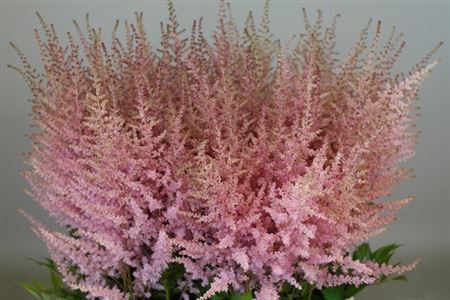 Astilbe Ar Erika