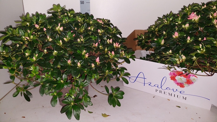 <h4>RHODO SI THESLA</h4>