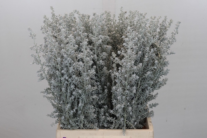 <h4>Kochia (Maireana Sedifolia)</h4>