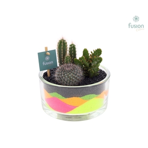 Glazen cilinderschaal met Cactussen en neon zand