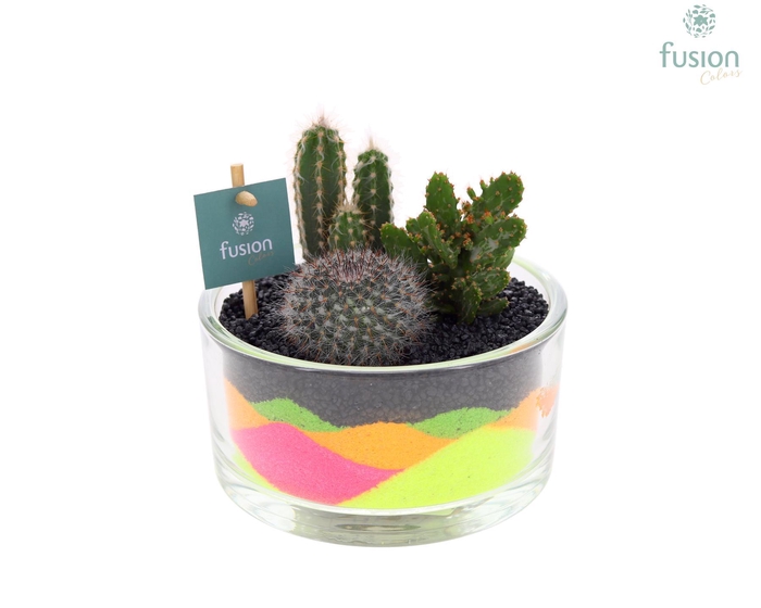 <h4>Glazen cilinderschaal met Cactussen en neon zand</h4>