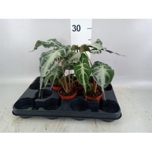 Alocasia   ...