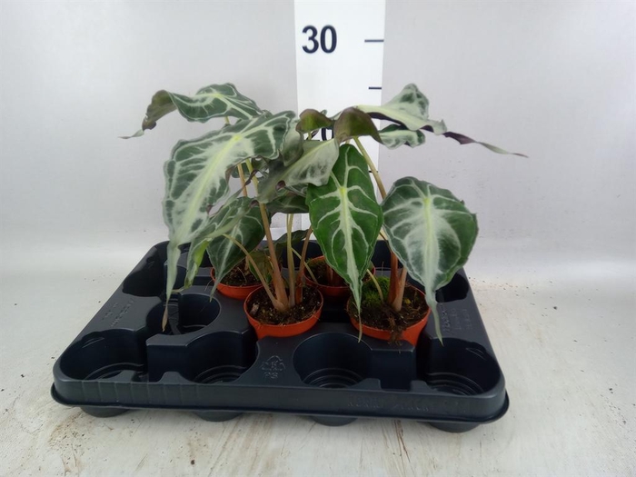 <h4>Alocasia   ...</h4>