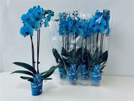 <h4>Phal Blue 2 Branches 16+ Paint</h4>