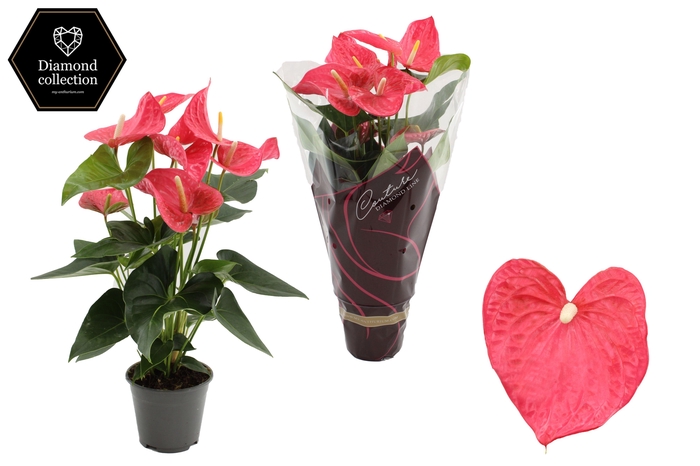 Anthurium 14 cm Maine in Couture Diamond Line Purple sleeve