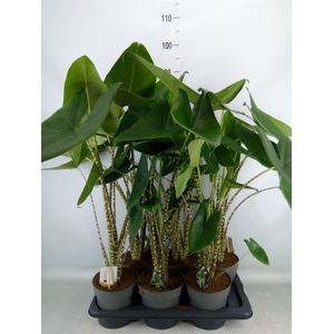 Alocasia zebrina
