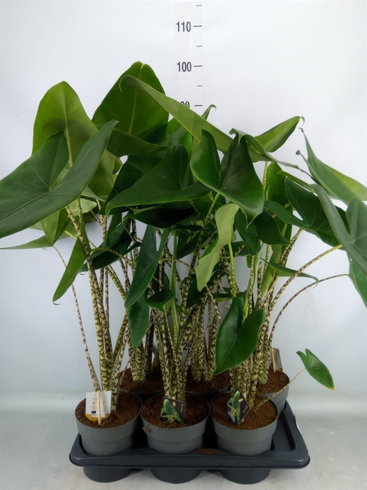 <h4>Alocasia zebrina</h4>
