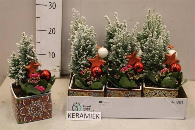 <h4>ARR KAMERPL BLOEI</h4>