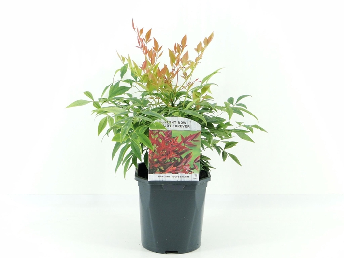 <h4>Nandina dom. Gulfstream</h4>