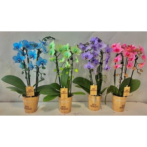 Cascade 2 tak mix 9cm