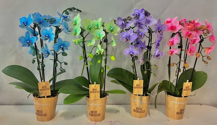 <h4>Cascade 2 tak mix 9cm</h4>