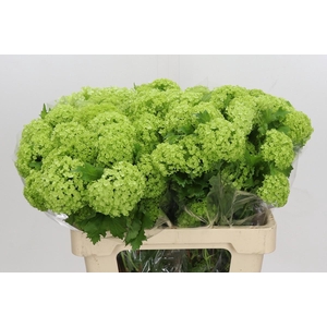 Viburnum Opulus Roseum